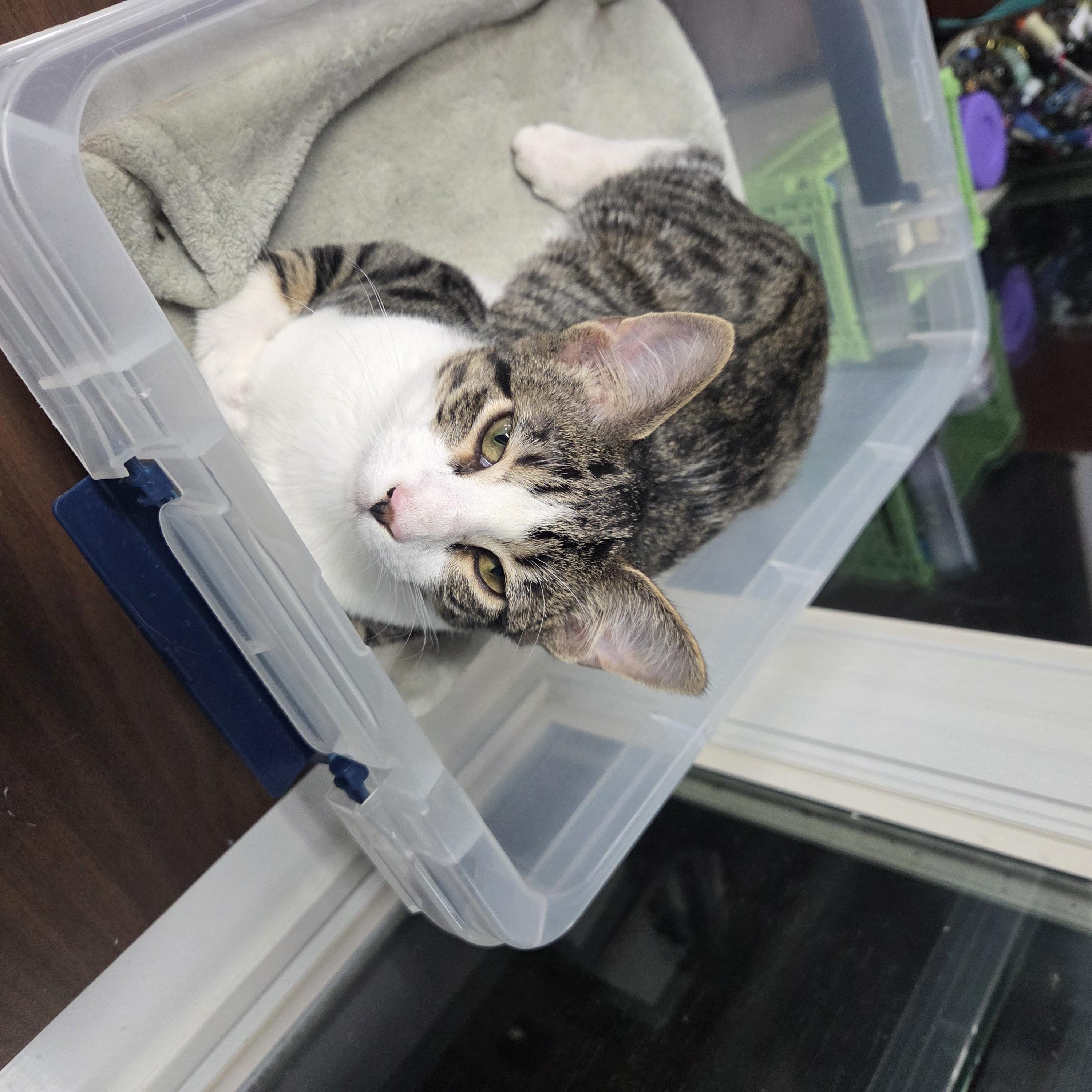Enlarge Binx MS, a Adopted Domestic Short Hair in Schertz, TX image 2/2