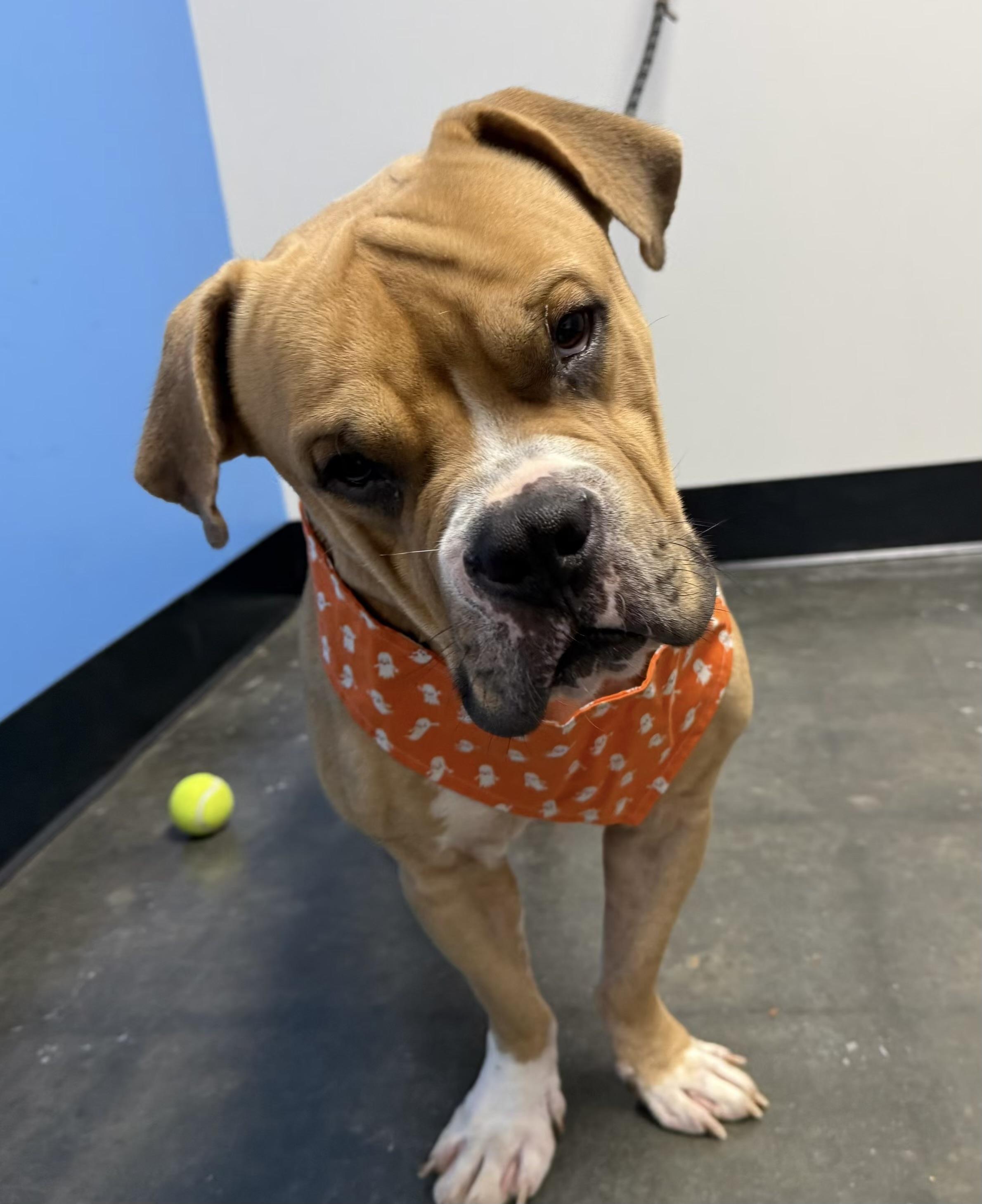 Edgar, adopted, Young Male American Bulldog & Bulldog.