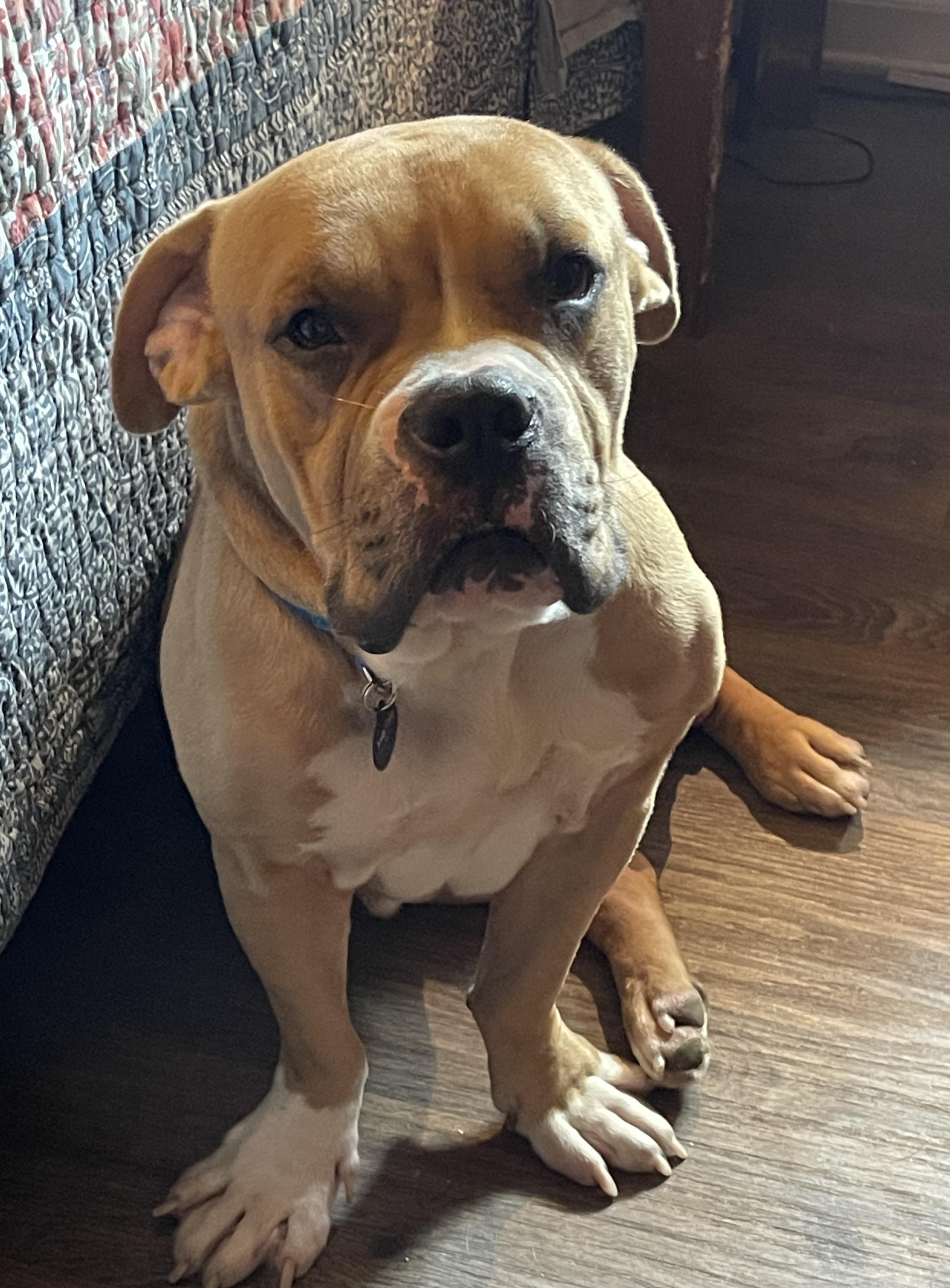 Enlarge Edgar, an adopted mixed breed in Atlanta, GA image 3/5