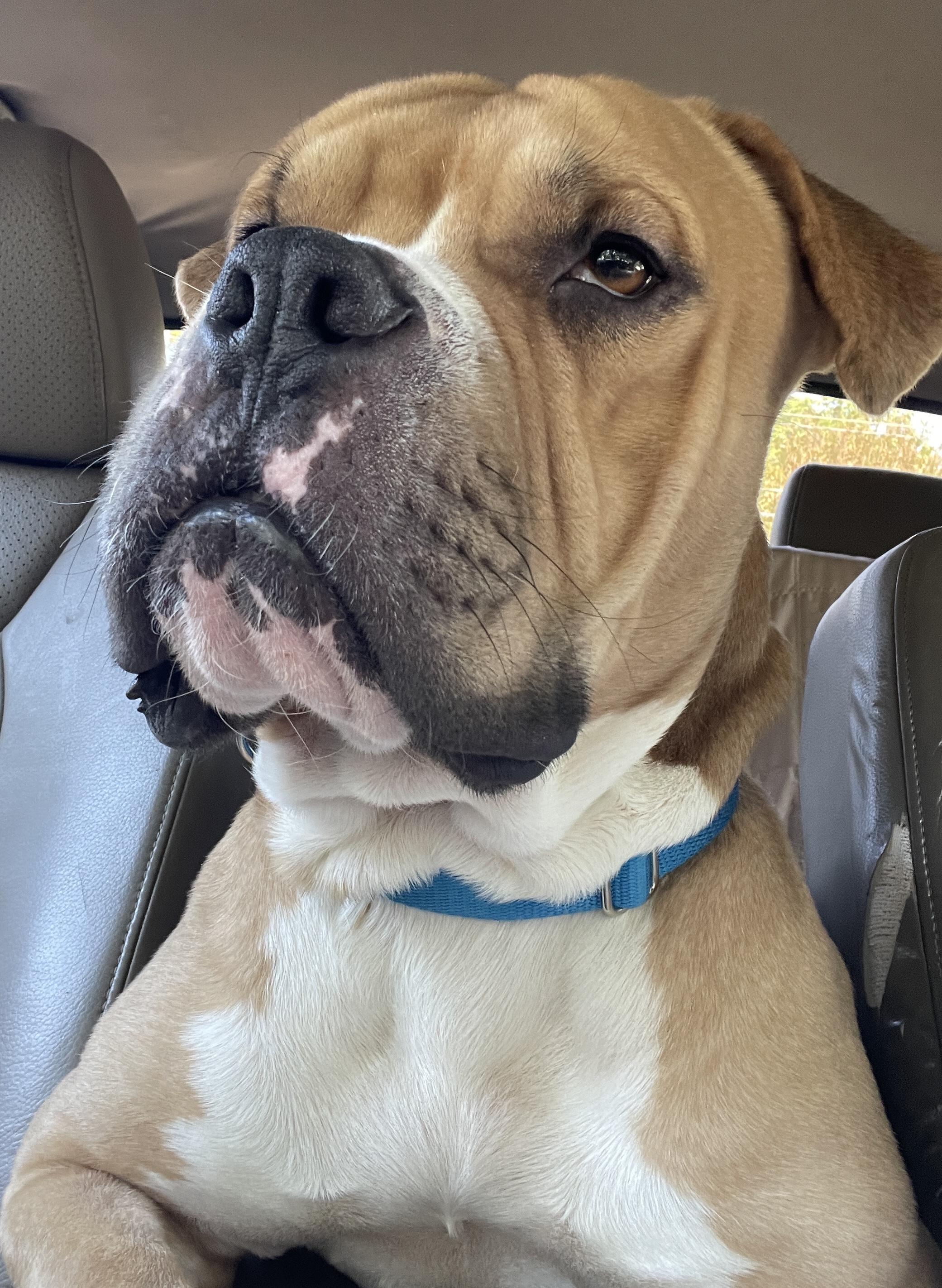 Enlarge Edgar, an adopted mixed breed in Atlanta, GA image 5/5