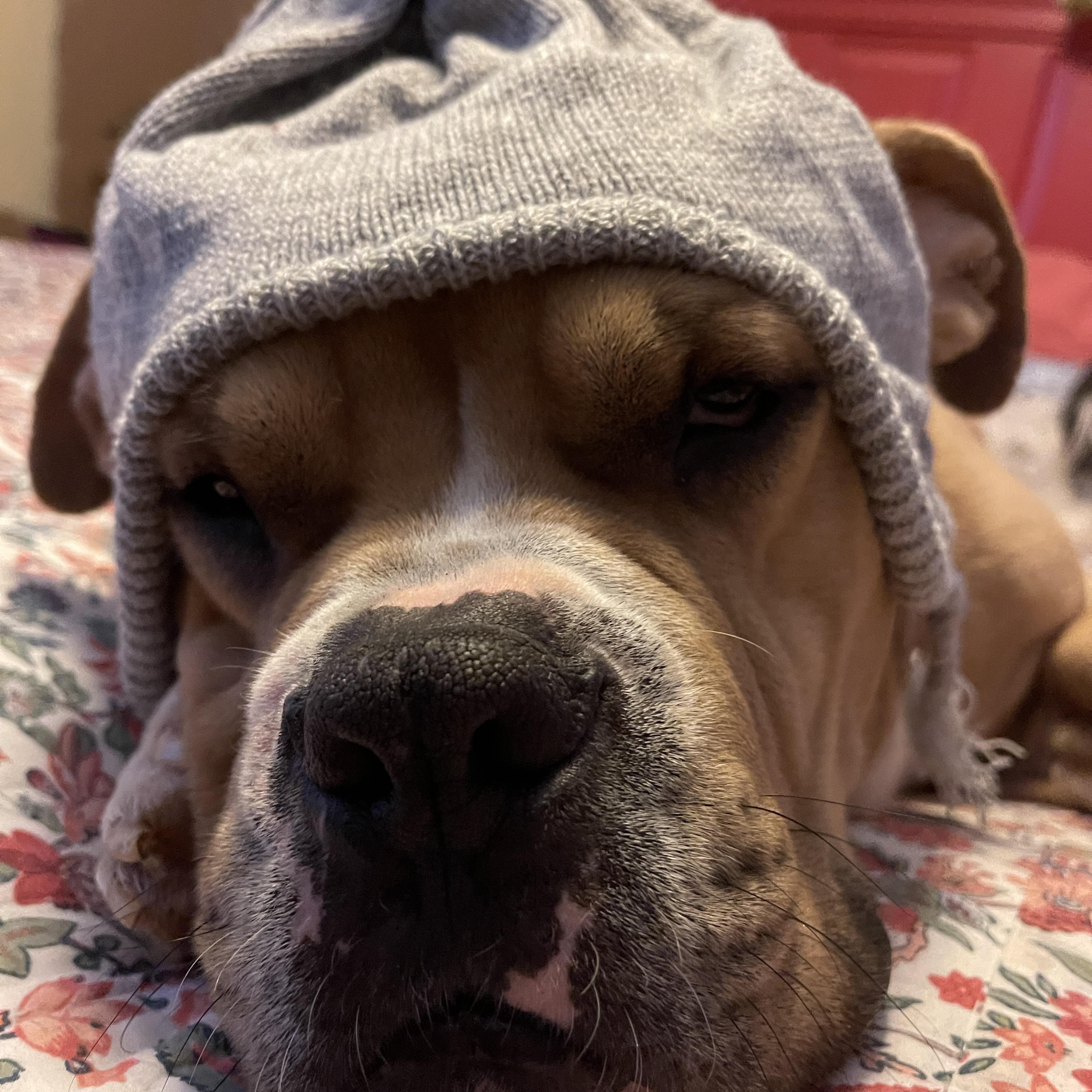 Enlarge Edgar, an adopted mixed breed in Atlanta, GA image 2/5