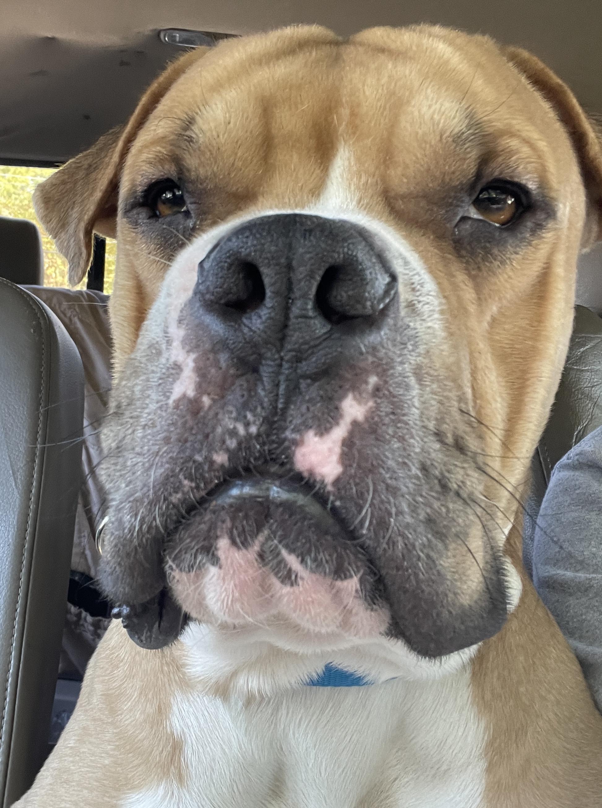 Enlarge Edgar, an adopted mixed breed in Atlanta, GA image 4/5