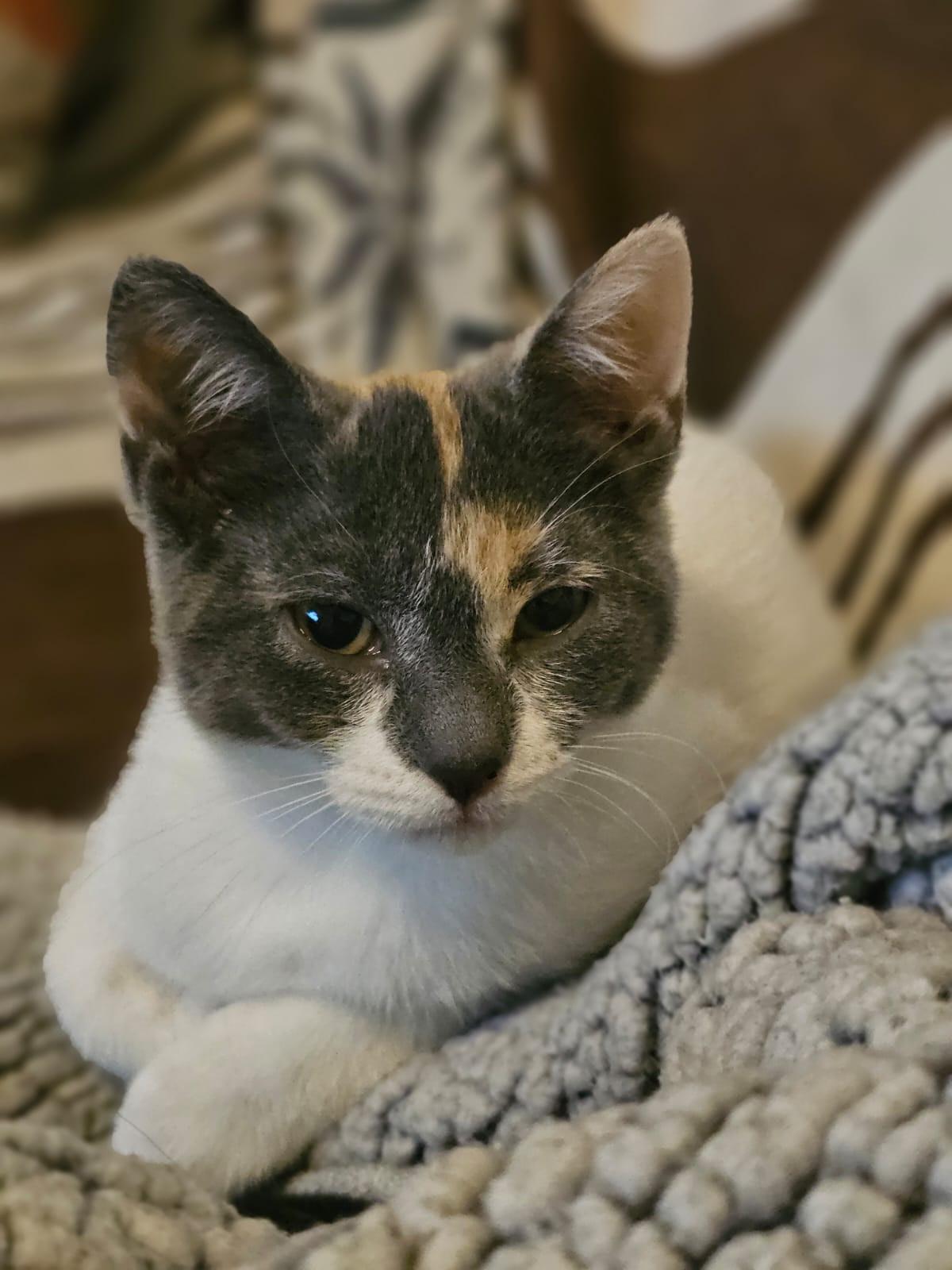 Enlarge Biscotti, an adopted Calico in Verdun, QC image 1/1