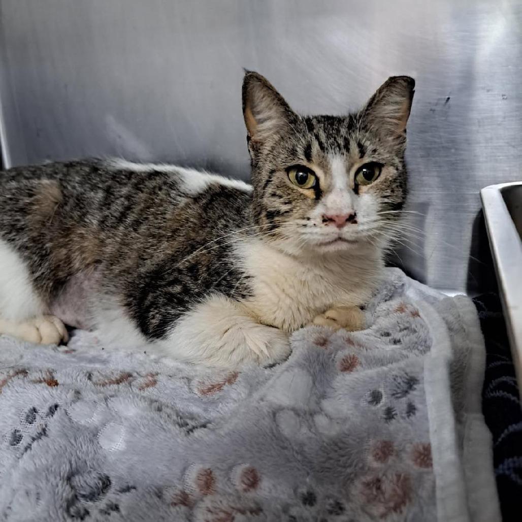 Patti, Adoptable, Adult Female Domestic Short Hair.