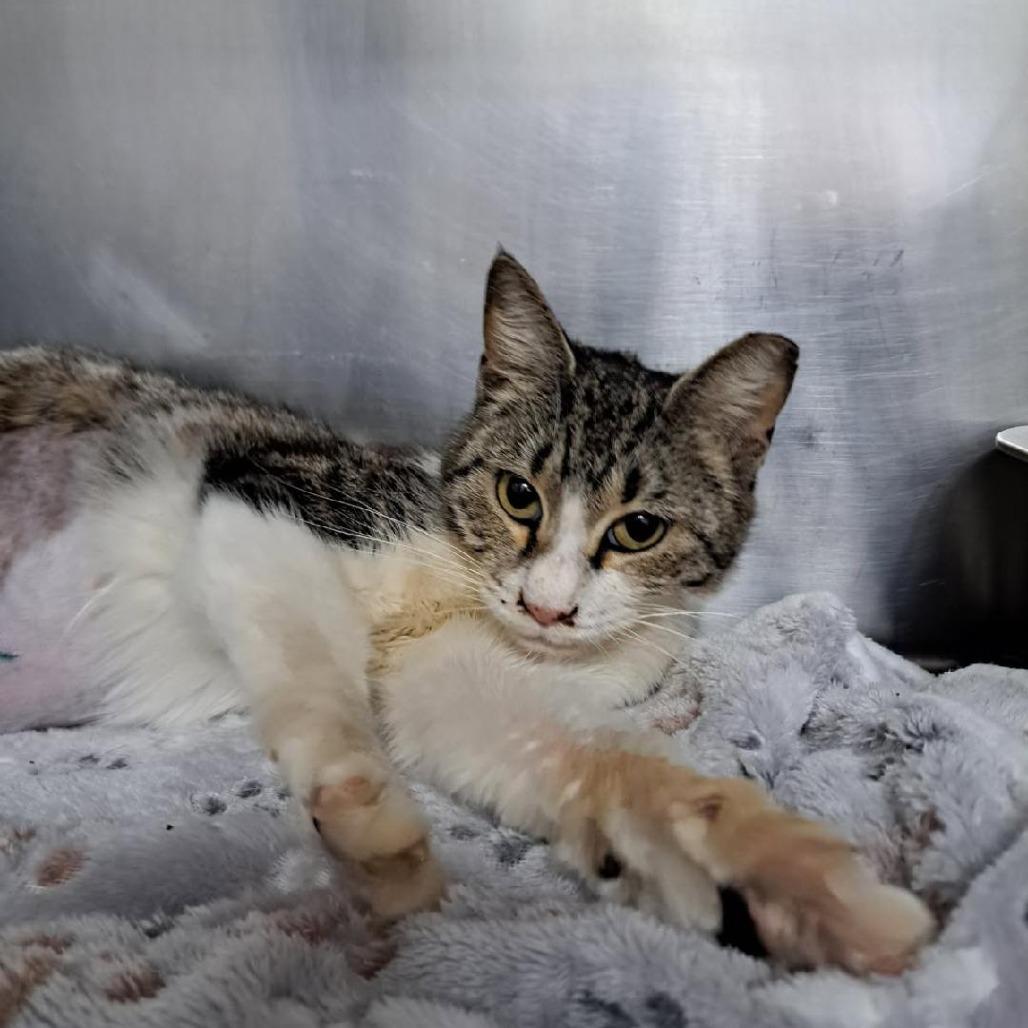 Enlarge Patti, a Adoptable Domestic Short Hair in Pensacola, FL image 3/5