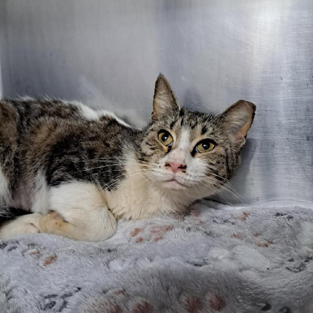 Enlarge Patti, a Adoptable Domestic Short Hair in Pensacola, FL image 4/5