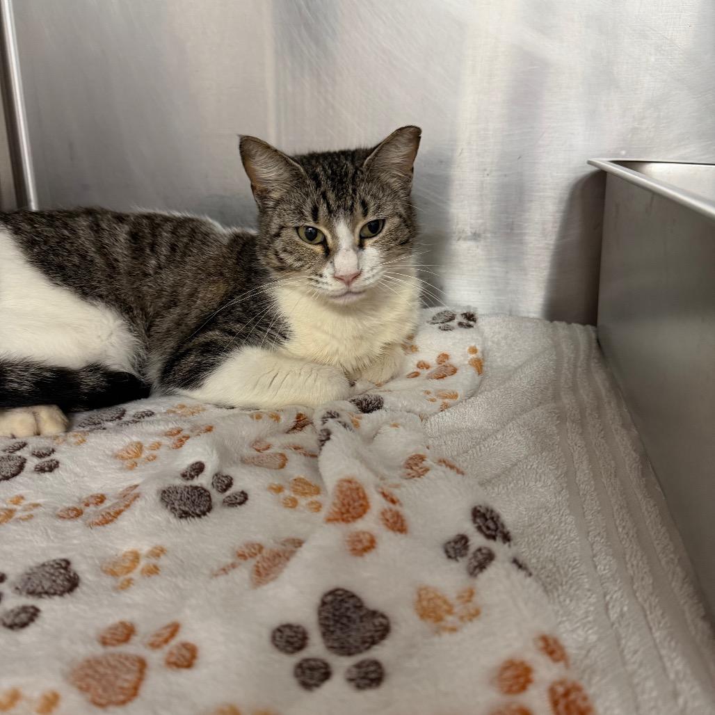 Enlarge Patti, a Adoptable Domestic Short Hair in Pensacola, FL image 5/5