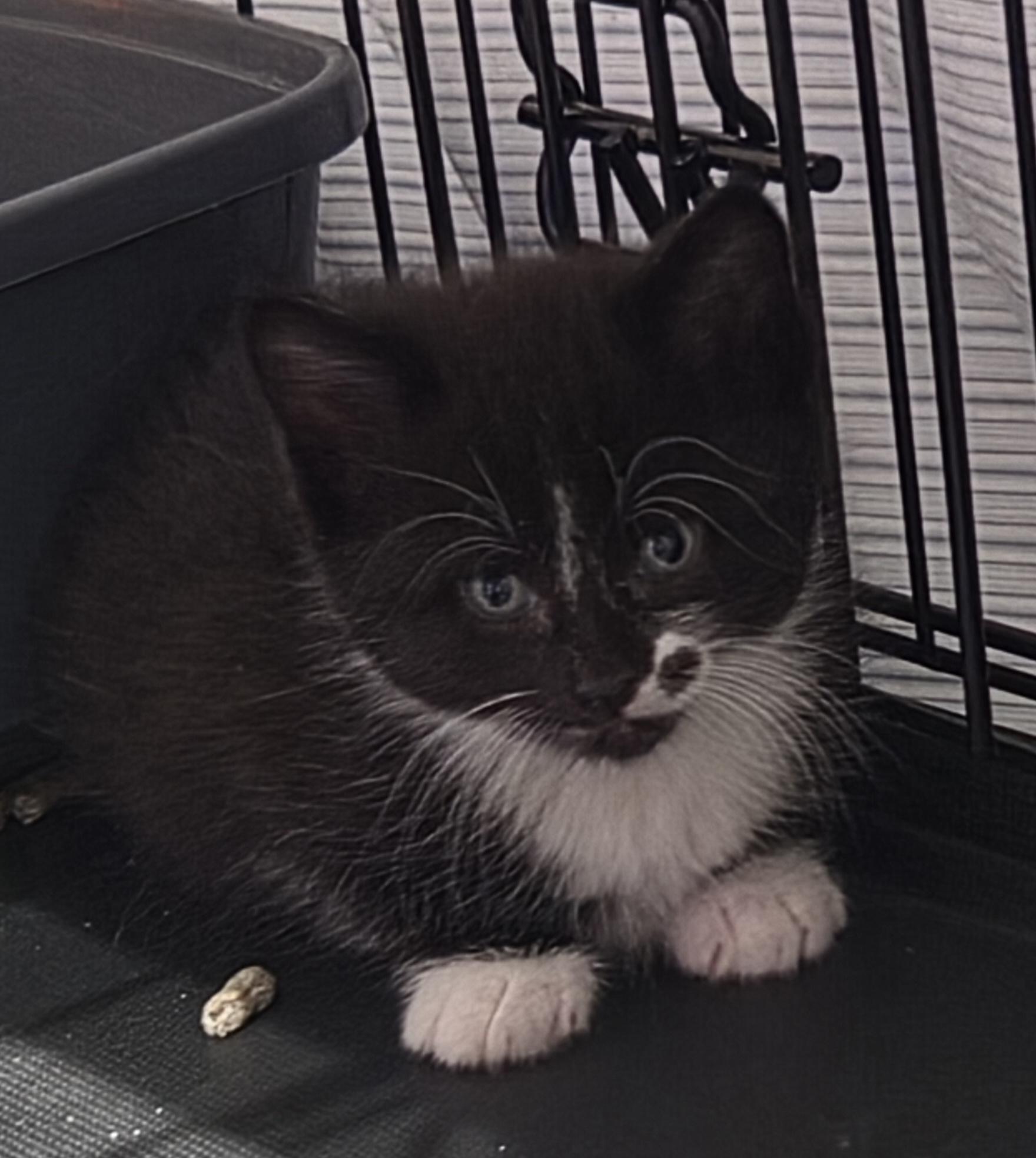 Dorothy, ADOPTABLE, Kitten Female Domestic Short Hair.