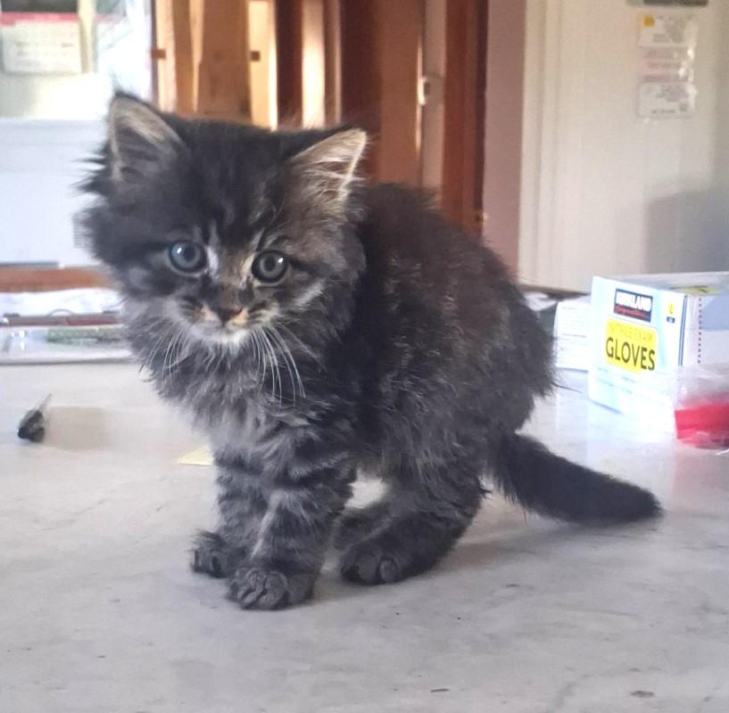 Madeline, adopted, Young Female Domestic Long Hair.