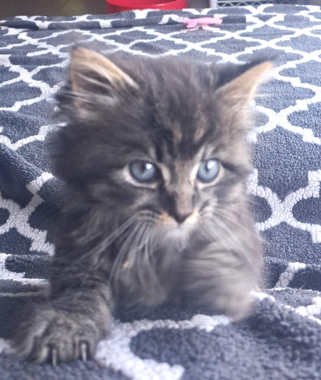 Madeline, an adopted Domestic Long Hair in Floyd, VA image 3/3