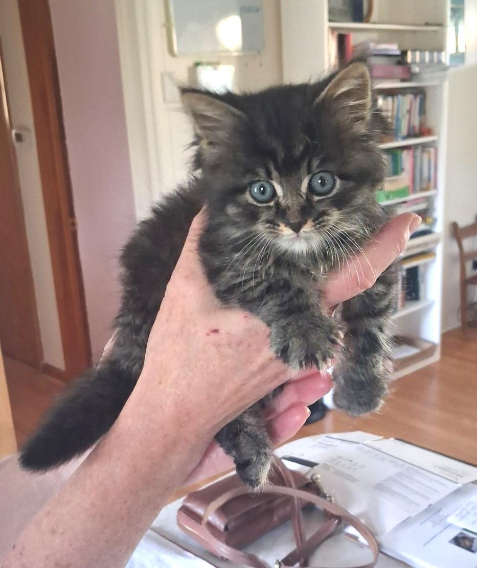 Madeline, an adopted Domestic Long Hair in Floyd, VA image 2/3