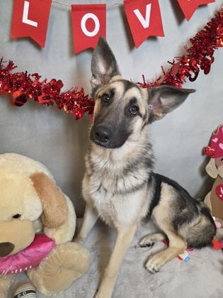 Enlarge Amoura, a Adoptable mixed breed in Cedar Hill, TX image 1/4