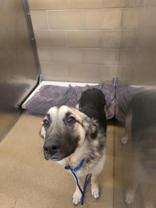 Enlarge Amoura, a Adoptable mixed breed in Cedar Hill, TX image 3/4