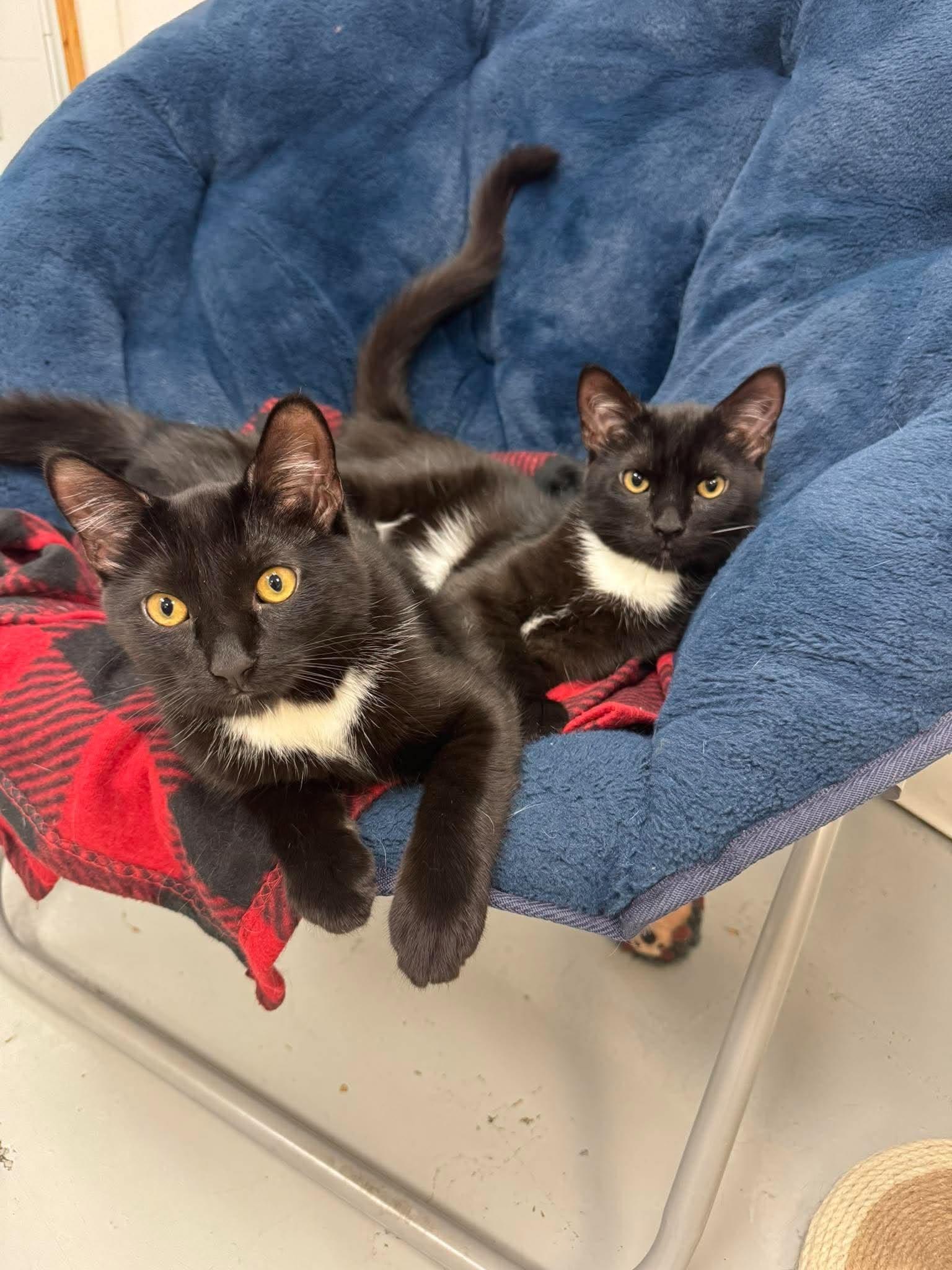 Enlarge Little Bear & Little Brother, a Adoptable Domestic Short Hair in Crystal Lake, IL image 4/4