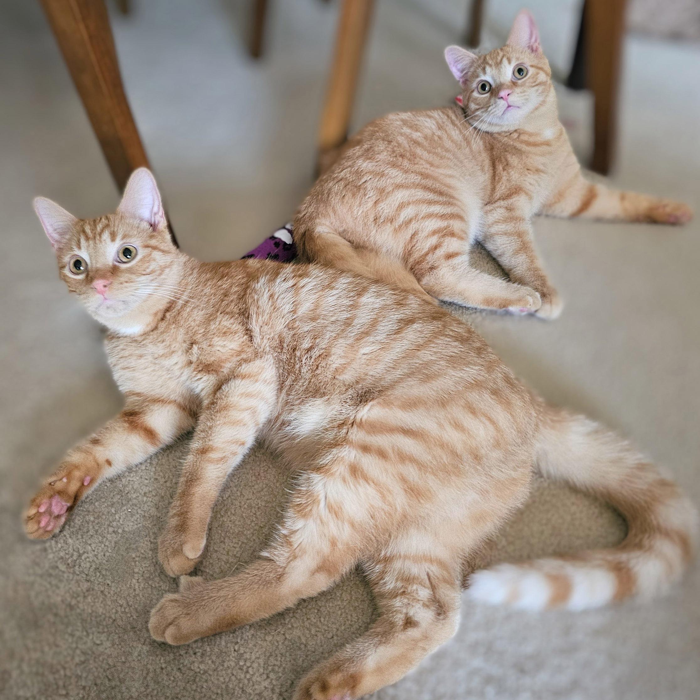 Hamish and Rowan