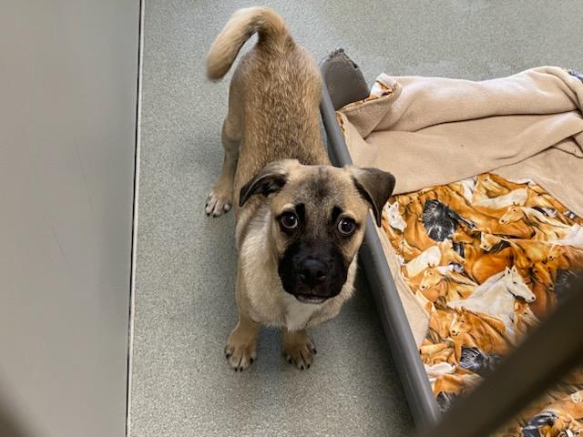 ROUX, a ADOPTABLE mixed breed in San Clemente, CA image 2/2