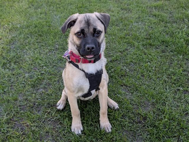 ROUX, a ADOPTABLE mixed breed in San Clemente, CA image 1/2