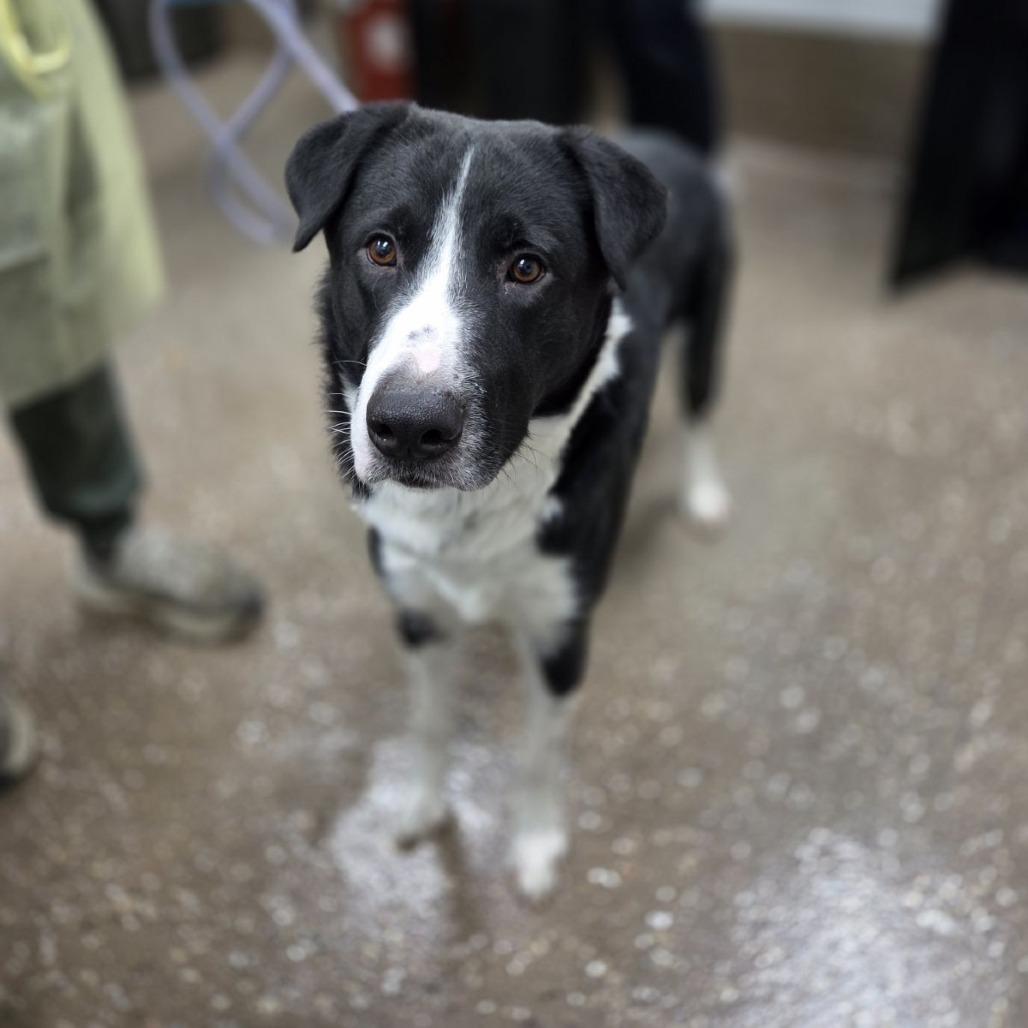 Enlarge Lenney, a Adoptable mixed breed in Incline Village, NV image 1/1