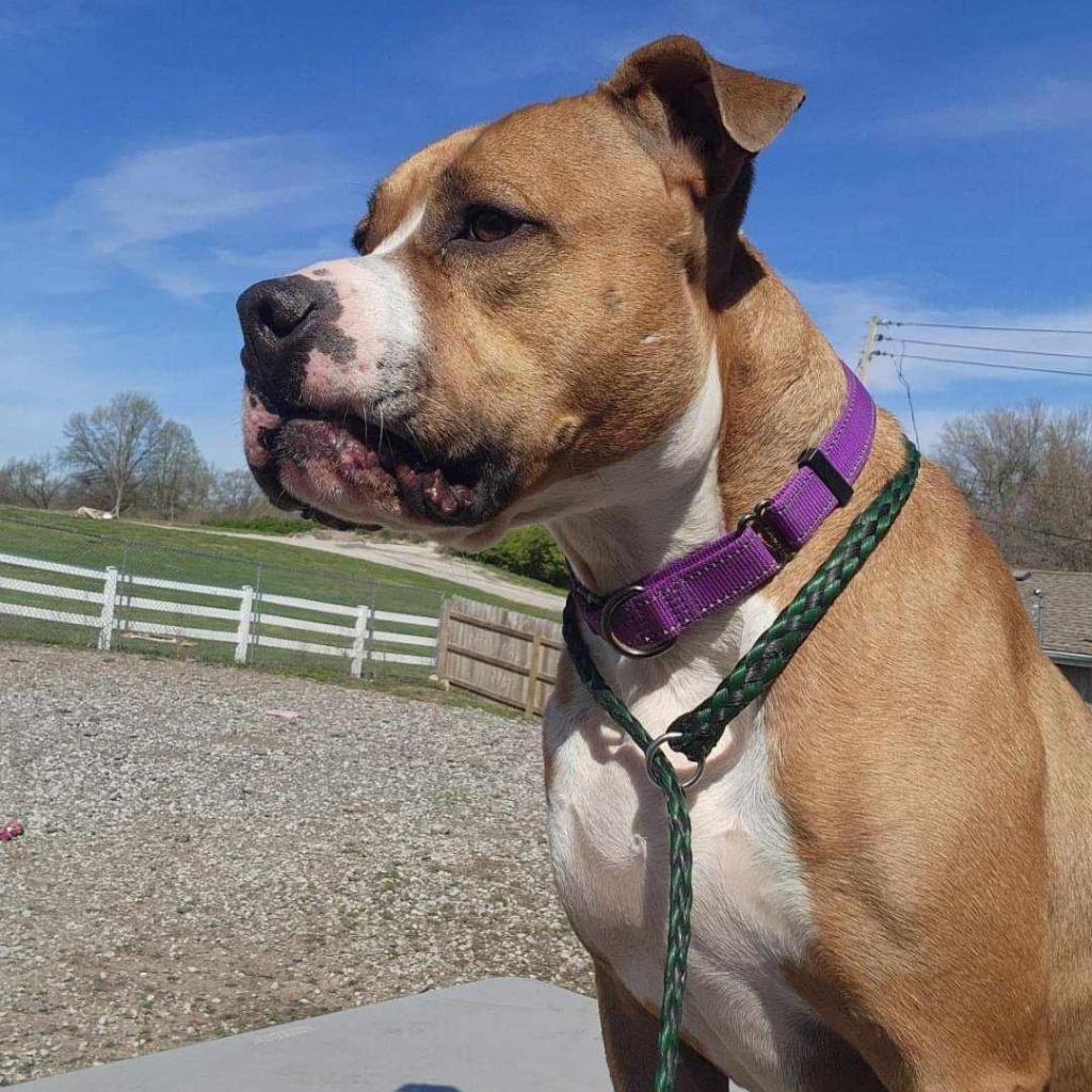 Enlarge Houston, a Adoptable mixed breed in Olathe, KS image 2/6