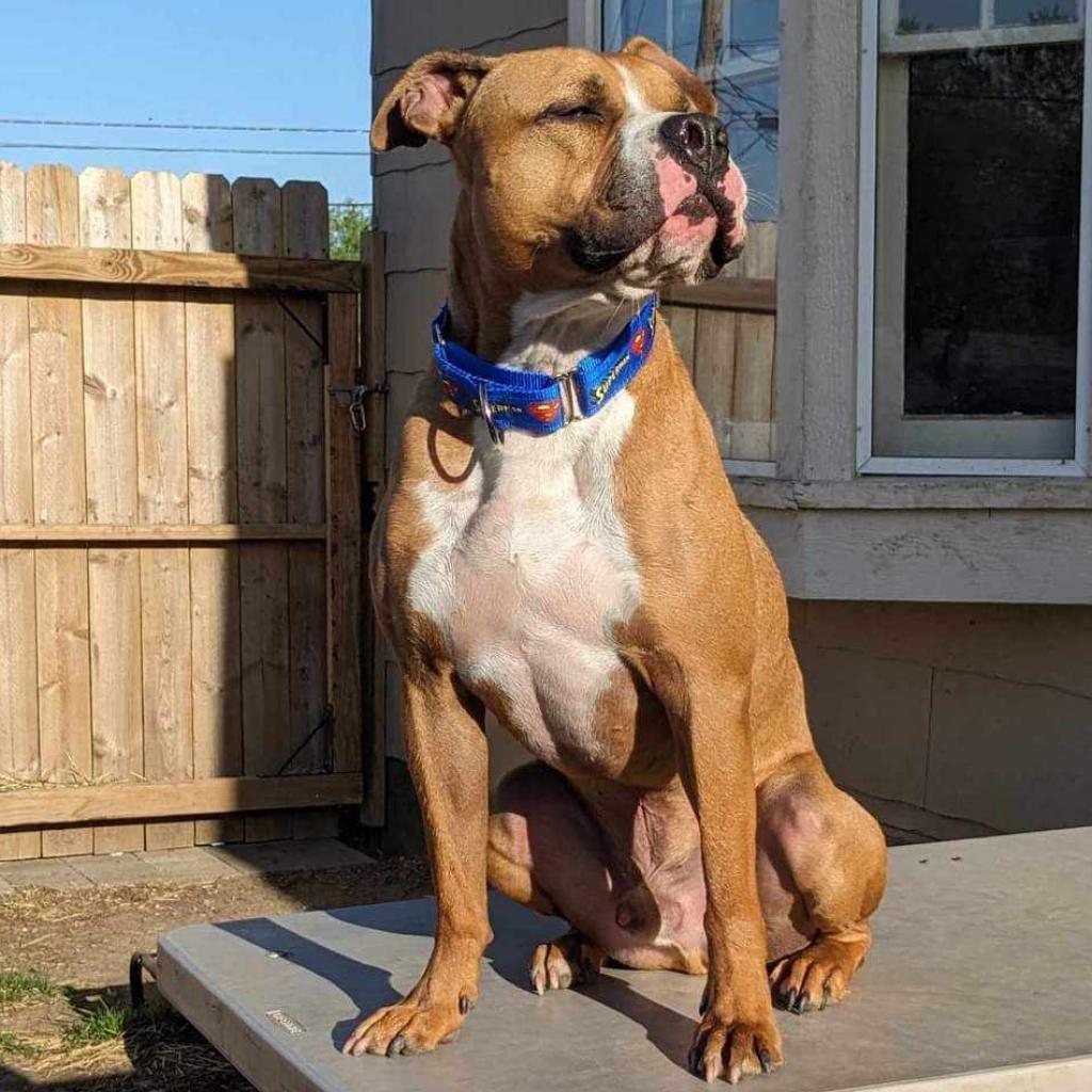 Enlarge Houston, a Adoptable mixed breed in Olathe, KS image 3/6