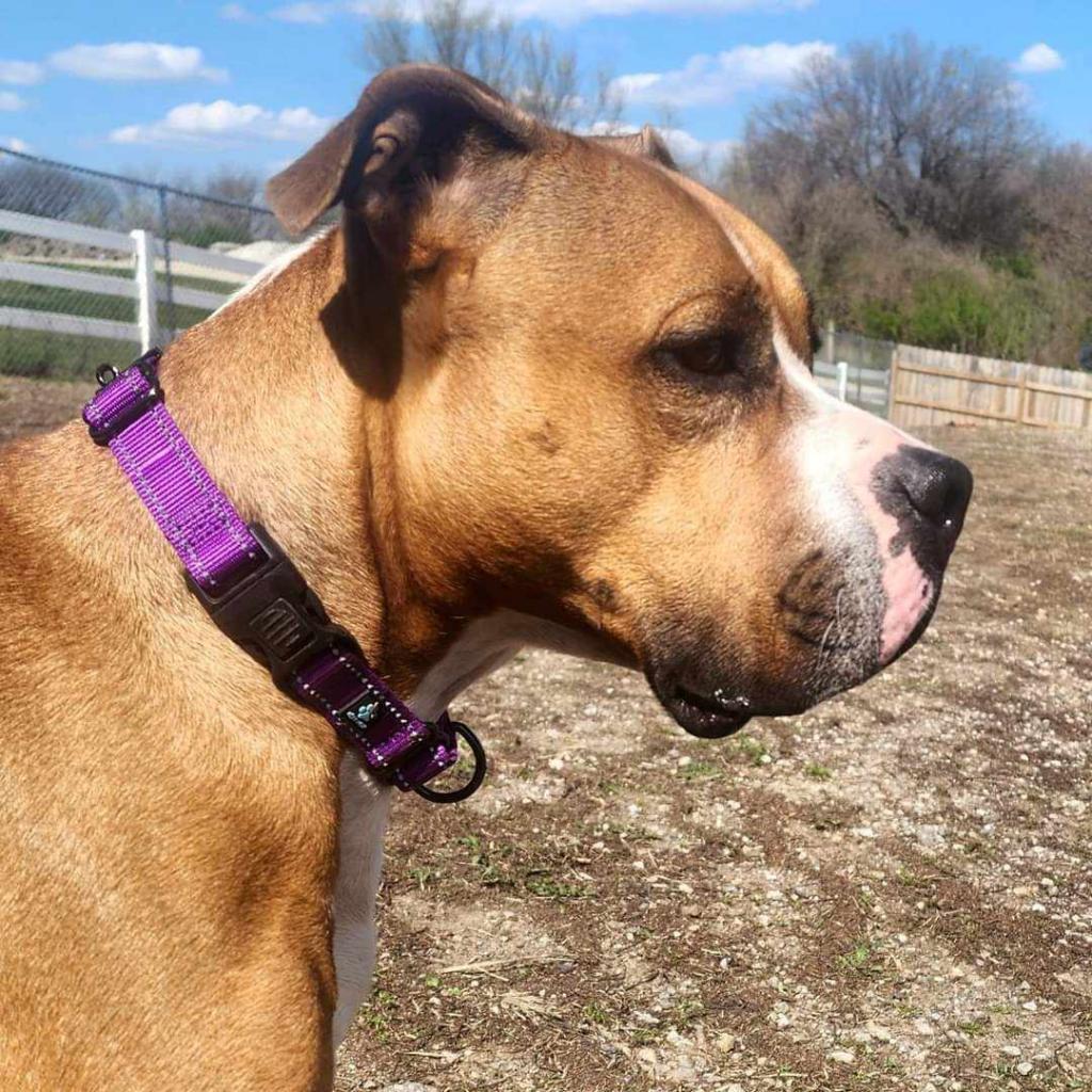 Enlarge Houston, a Adoptable mixed breed in Olathe, KS image 5/6