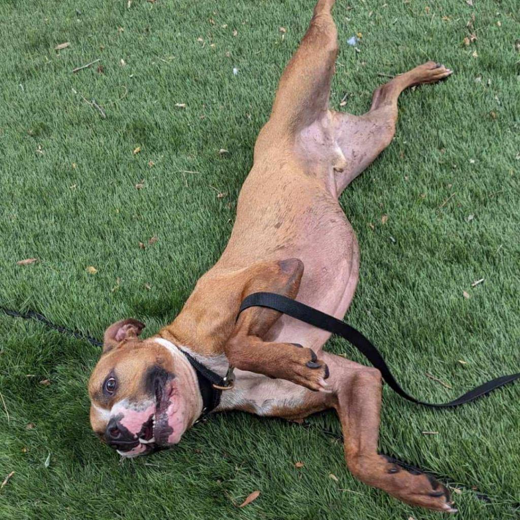 Enlarge Houston, a Adoptable mixed breed in Olathe, KS image 6/6