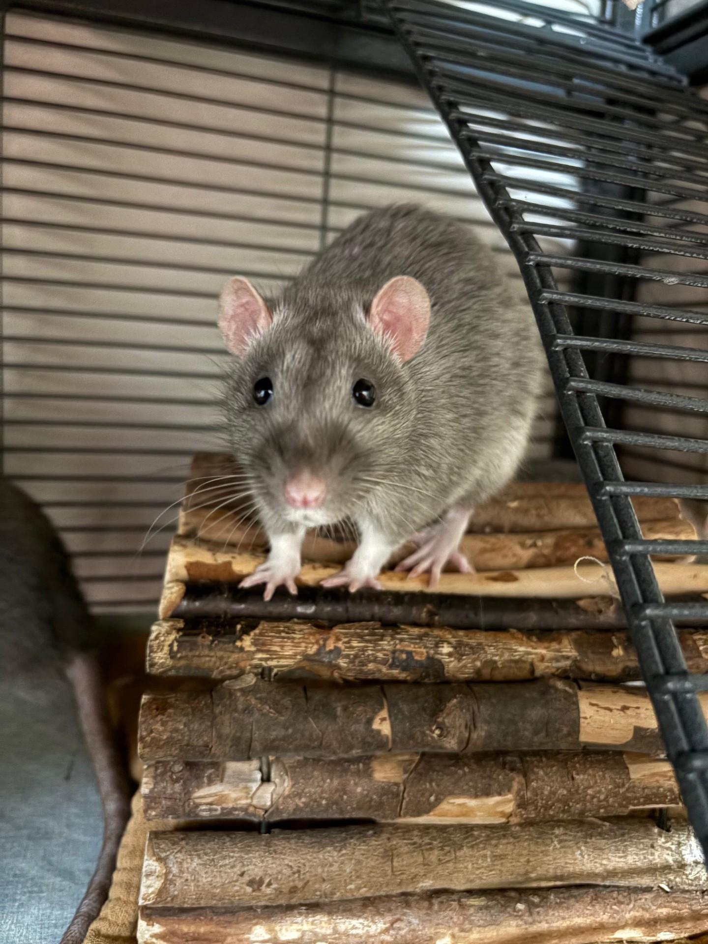 Sid, ADOPTABLE, Young Male Rat.