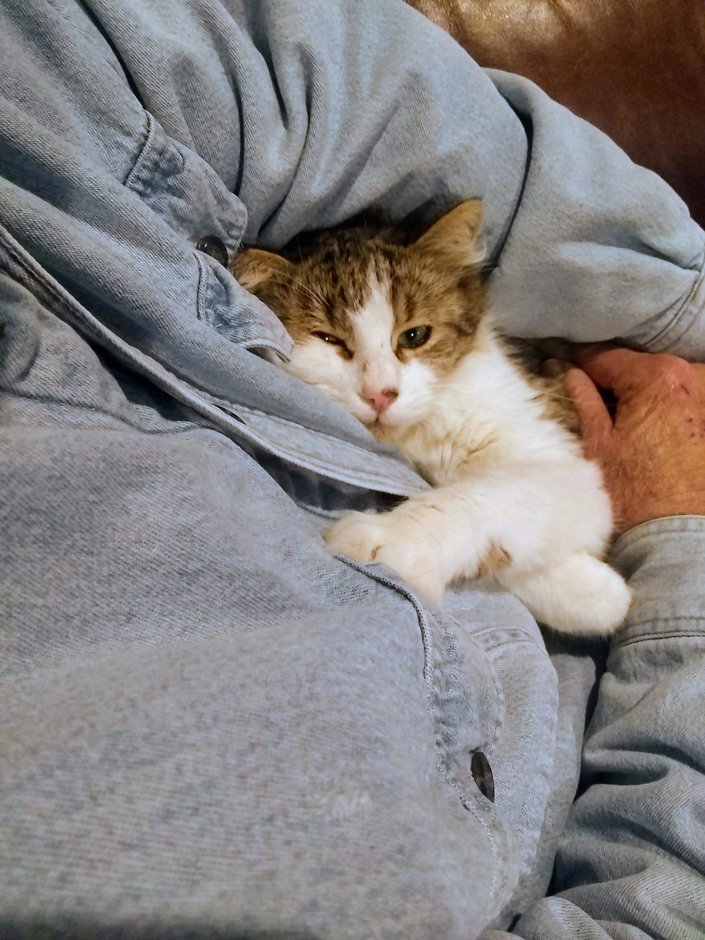 Enlarge Hutch, a ADOPTABLE Domestic Medium Hair in Santa Cruz, CA image 3/3