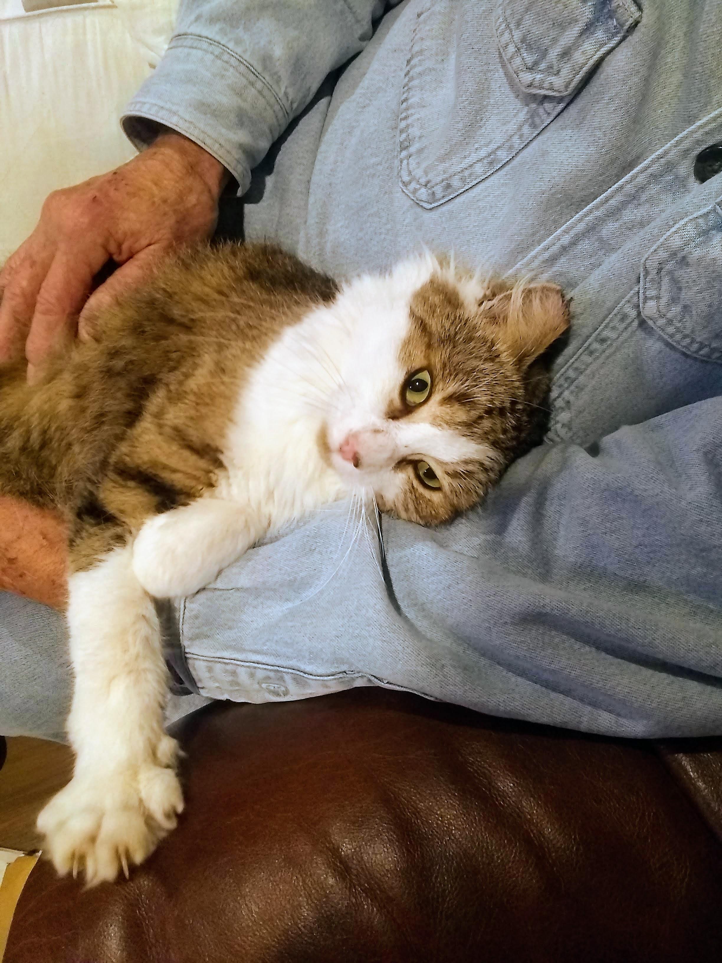 Enlarge Hutch, a ADOPTABLE Domestic Medium Hair in Santa Cruz, CA image 2/3