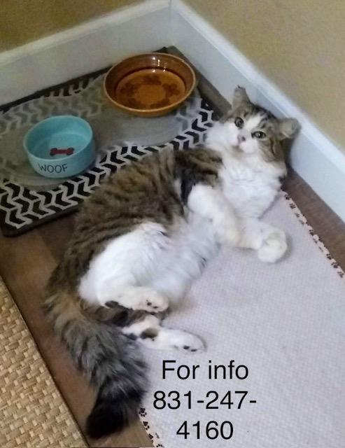 Hutch, ADOPTABLE, Adult Male Domestic Medium Hair.