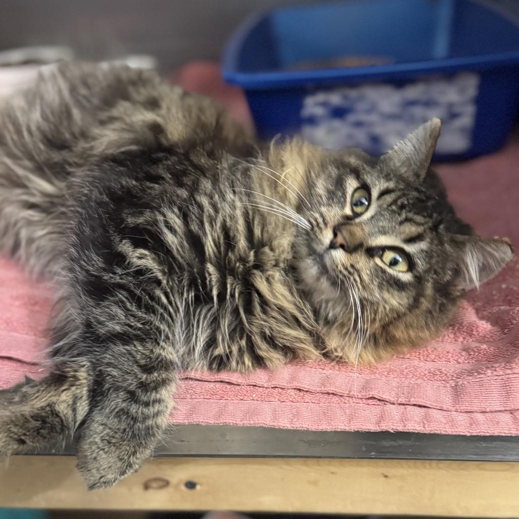 Enlarge Bailey, a Adoptable Tabby in Richland, MI image 3/5