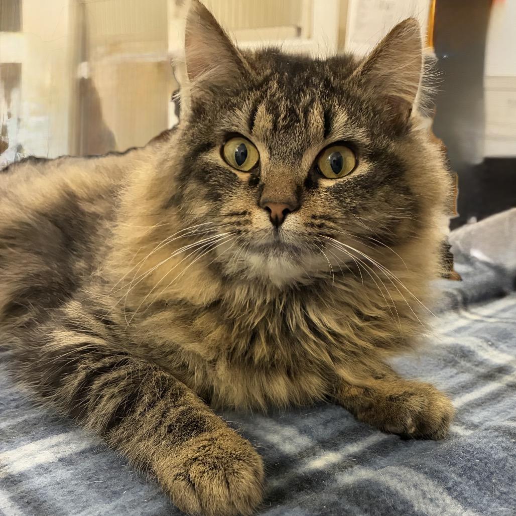 Enlarge Bailey, a Adoptable Tabby in Richland, MI image 2/5