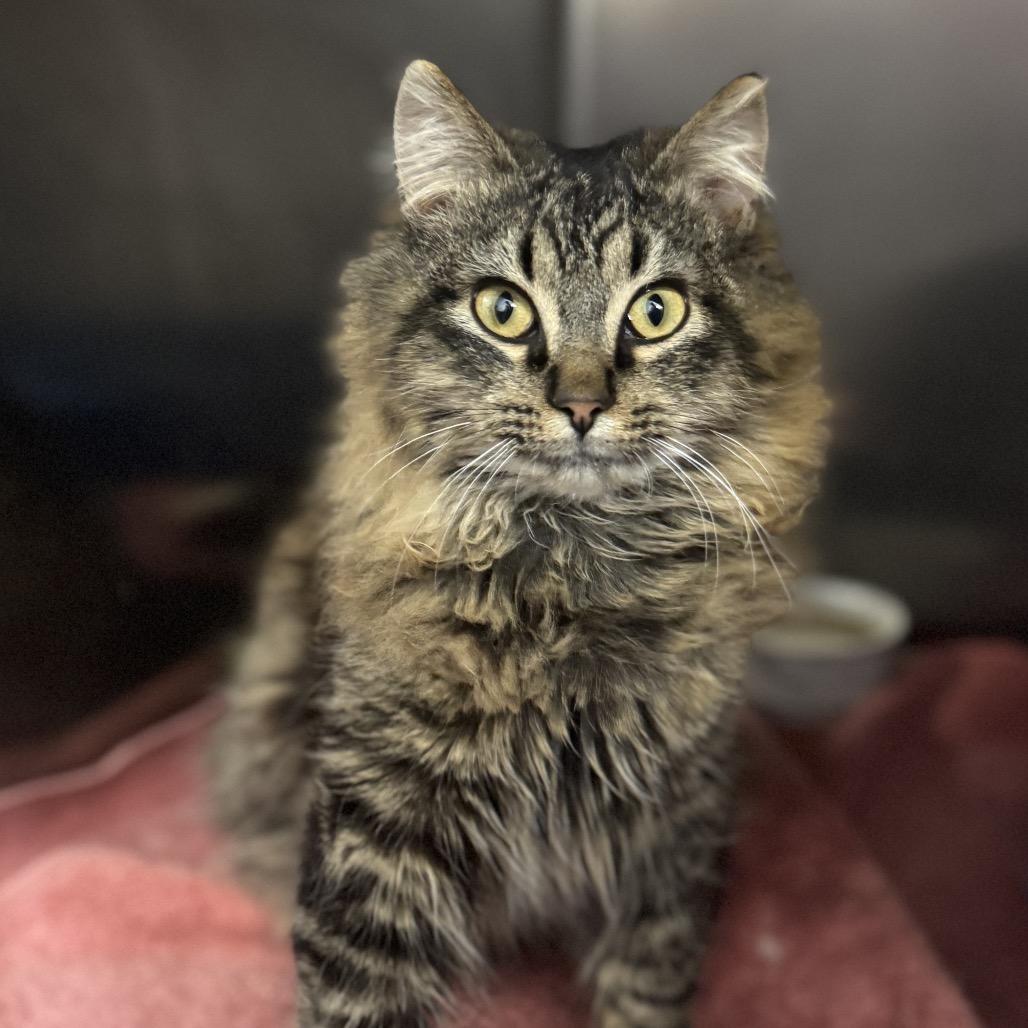 Enlarge Bailey, a Adoptable Tabby in Richland, MI image 4/5