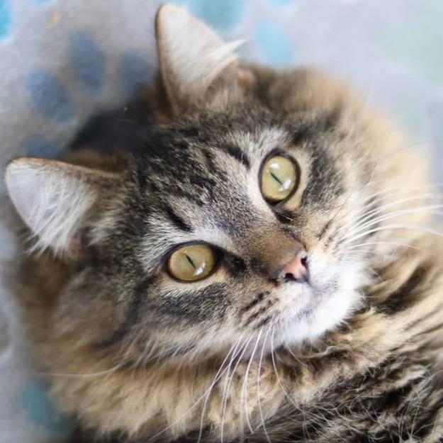 Enlarge Bailey, a Adoptable Tabby in Richland, MI image 1/5