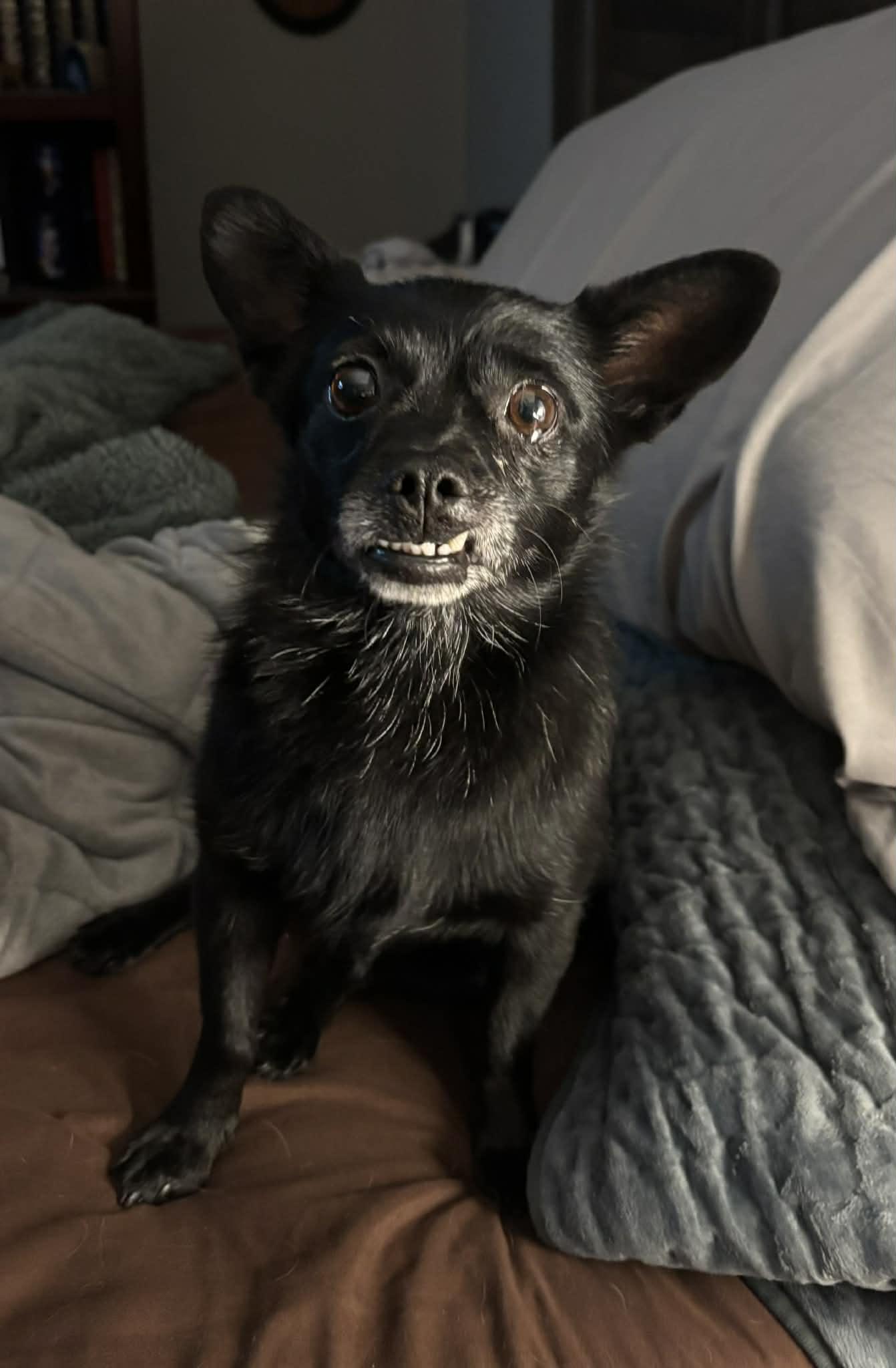 Enlarge Bebe and Blue, a ADOPTABLE mixed breed in Calgary, AB image 2/6