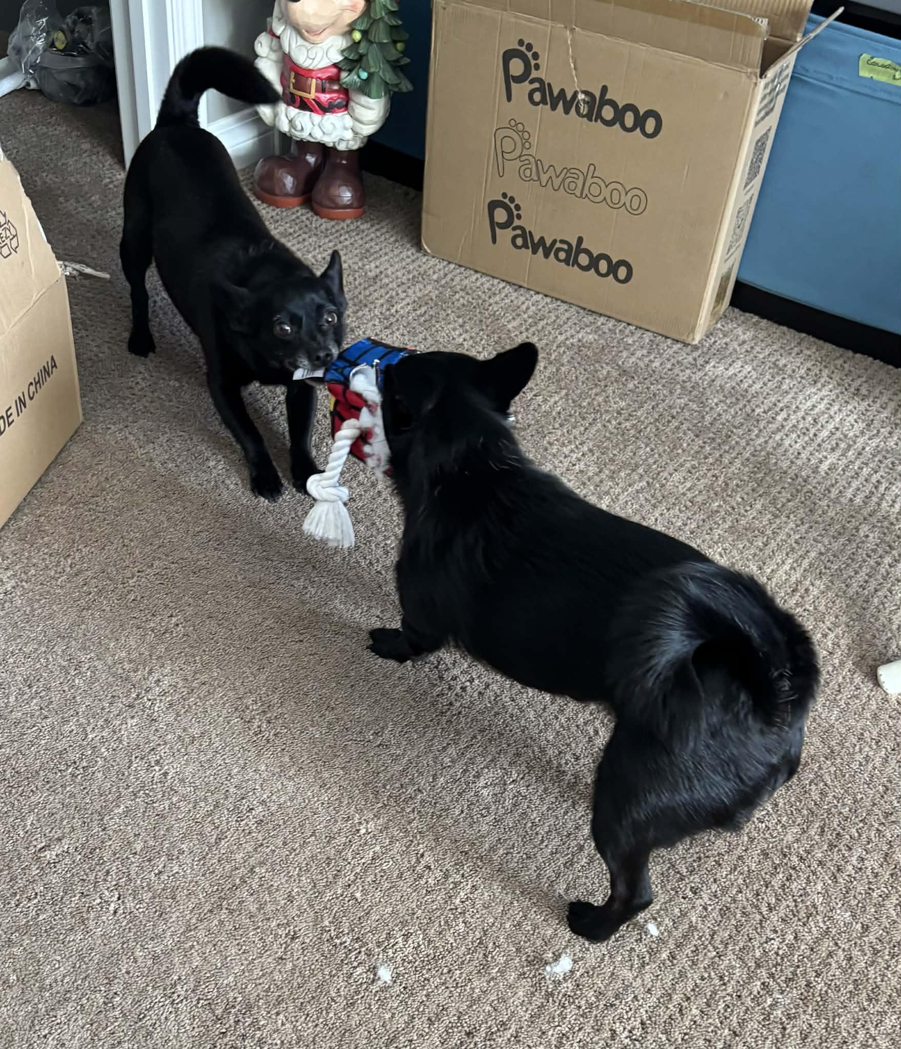 Enlarge Bebe and Blue, a ADOPTABLE mixed breed in Calgary, AB image 5/6