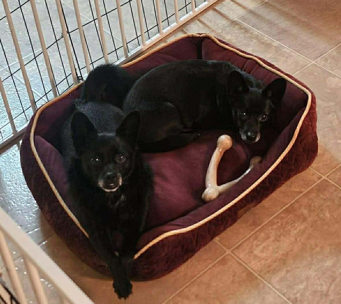 Enlarge Bebe and Blue, a ADOPTABLE mixed breed in Calgary, AB image 3/6