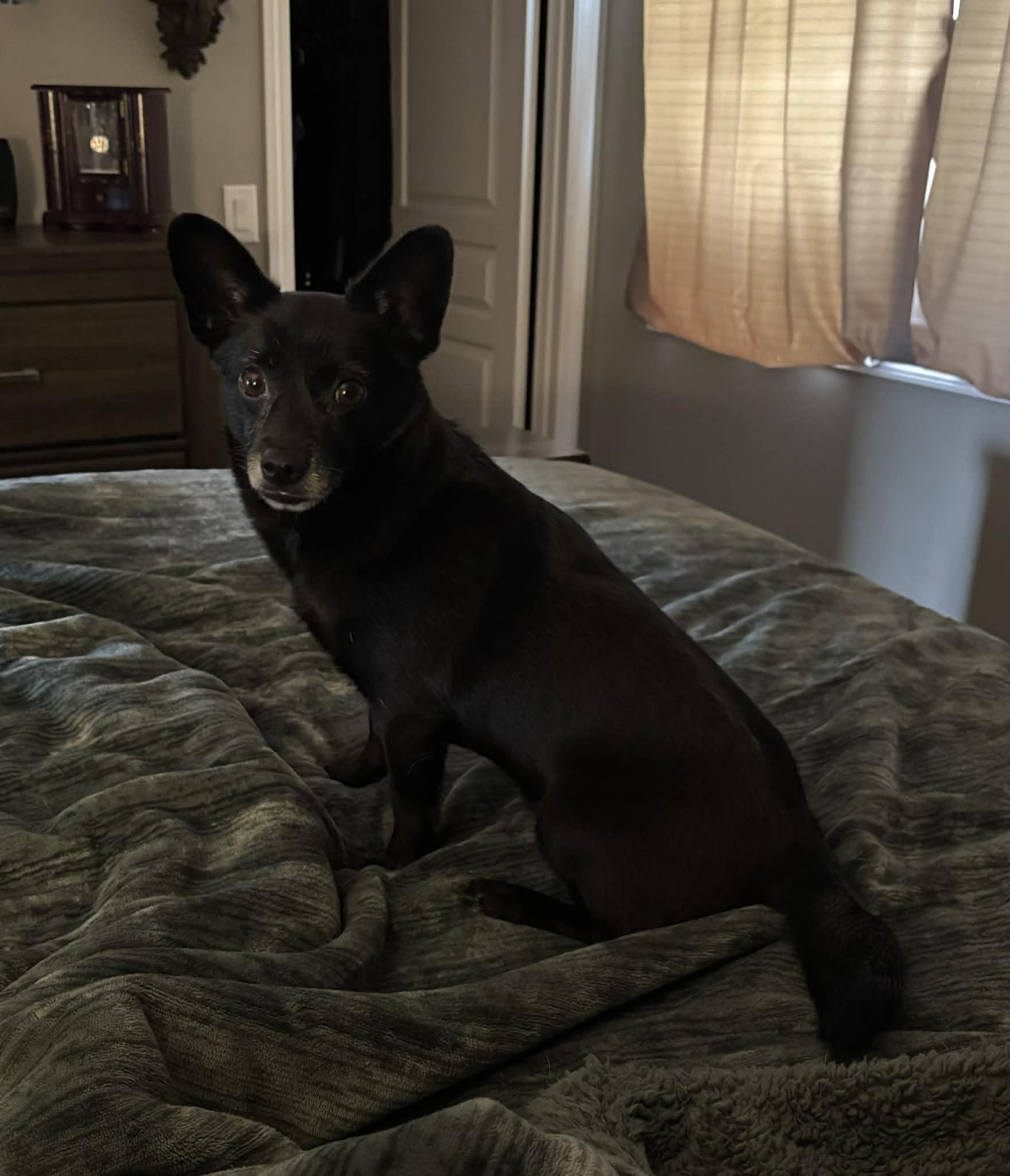 Enlarge Bebe and Blue, a ADOPTABLE mixed breed in Calgary, AB image 4/6