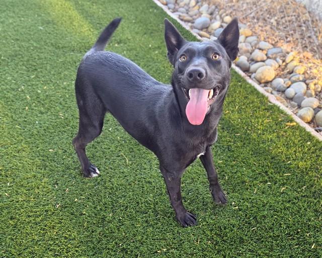 CLEMENTINE, Adoptable, Young Female Labrador Retriever & German Shepherd Dog.
