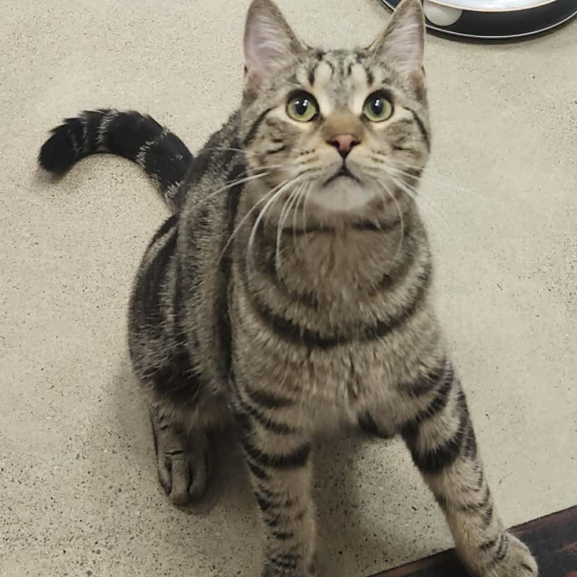 Carl - A Charming Sweet Guy! , ADOPTABLE, Young Male Tabby.