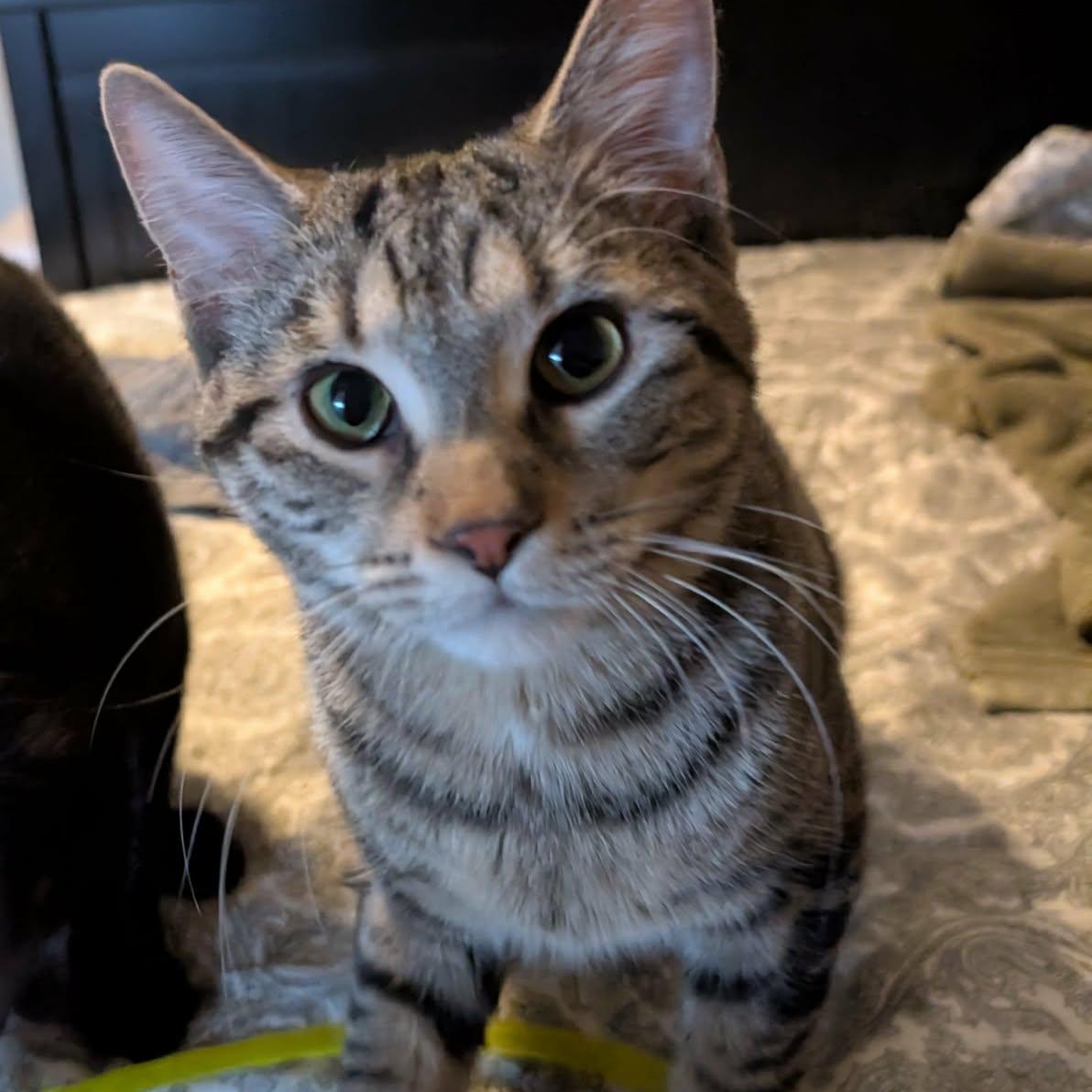 Enlarge Carl - A Charming Sweet Guy! , a ADOPTABLE Tabby in Hamilton, ON image 2/3