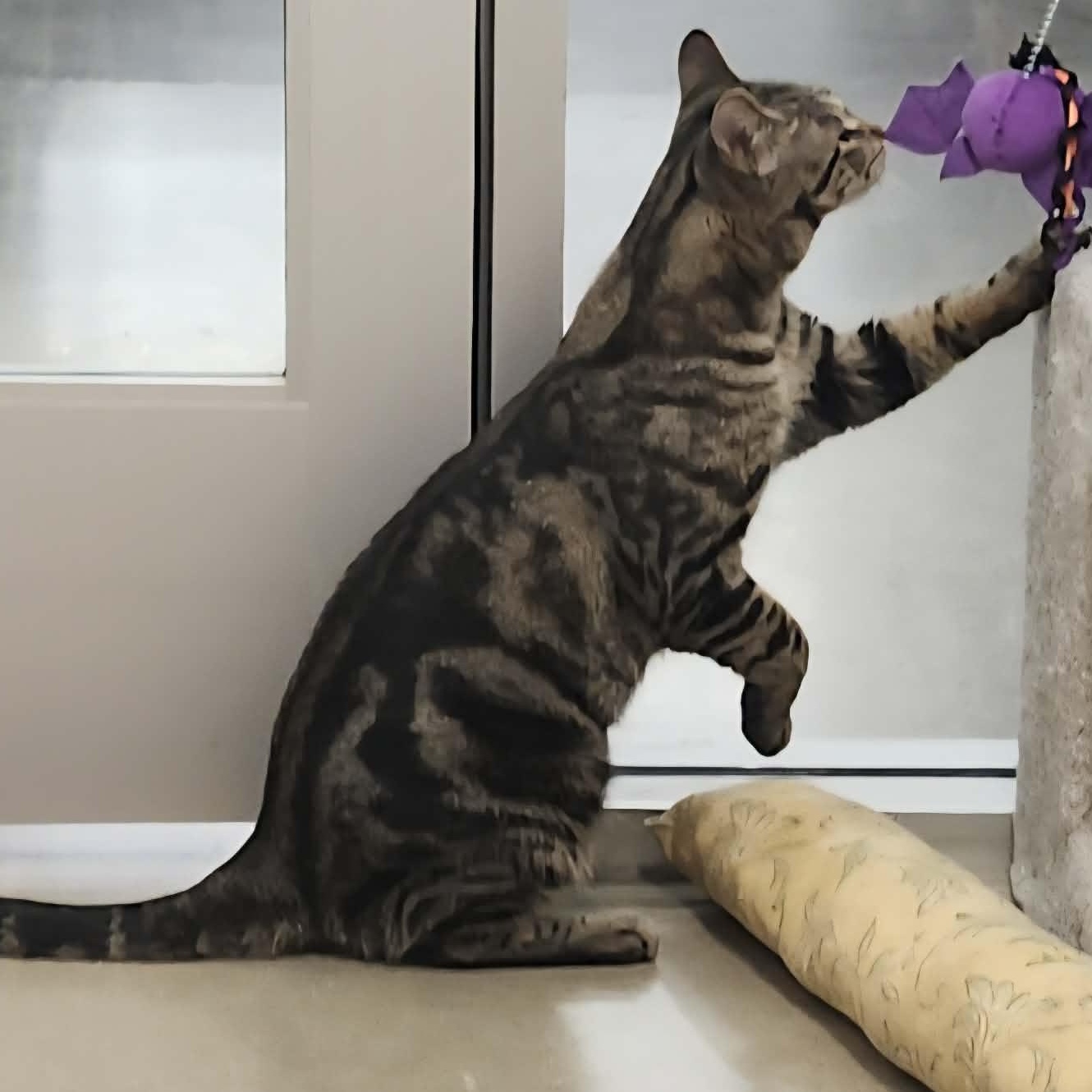 Enlarge Carl - A Charming Sweet Guy! , a ADOPTABLE Tabby in Hamilton, ON image 3/3