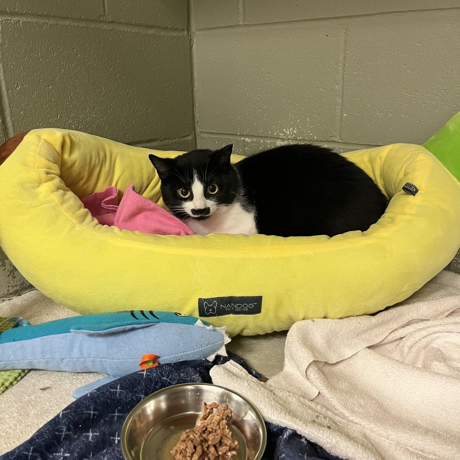 Pistachio, a ADOPTABLE Domestic Short Hair in St Thomas, ON image 1/5