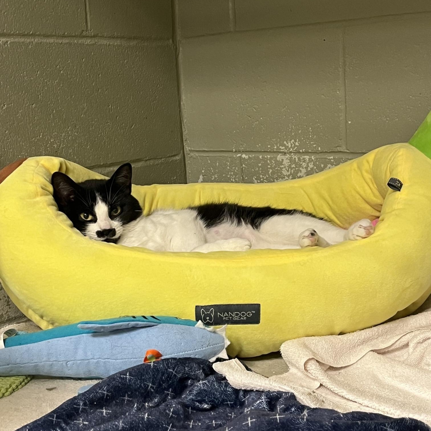 Pistachio, a ADOPTABLE Domestic Short Hair in St Thomas, ON image 5/5