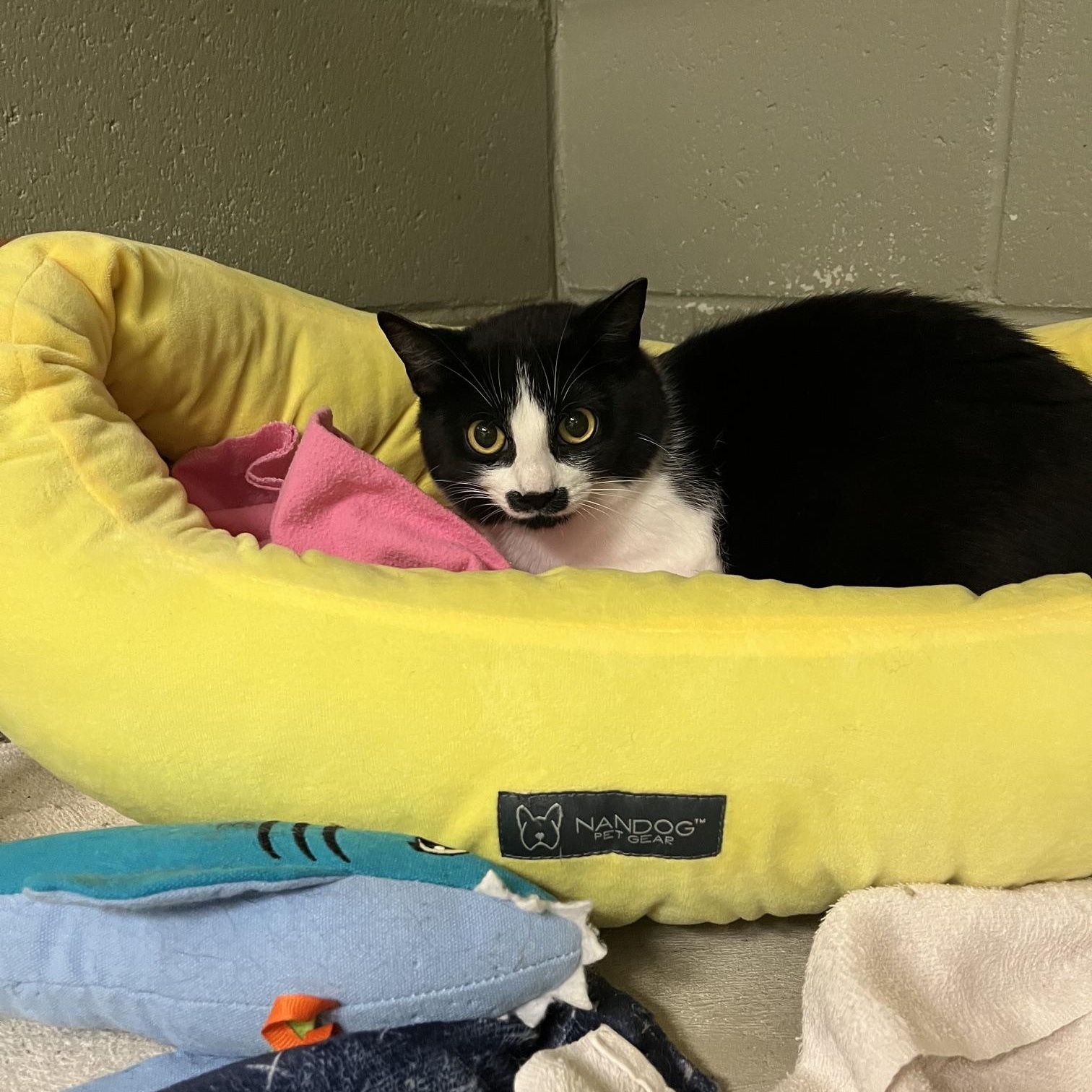 Pistachio, a ADOPTABLE Domestic Short Hair in St Thomas, ON image 2/5