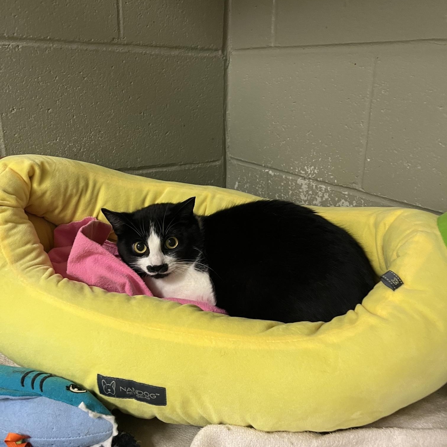 Pistachio, a ADOPTABLE Domestic Short Hair in St Thomas, ON image 3/5