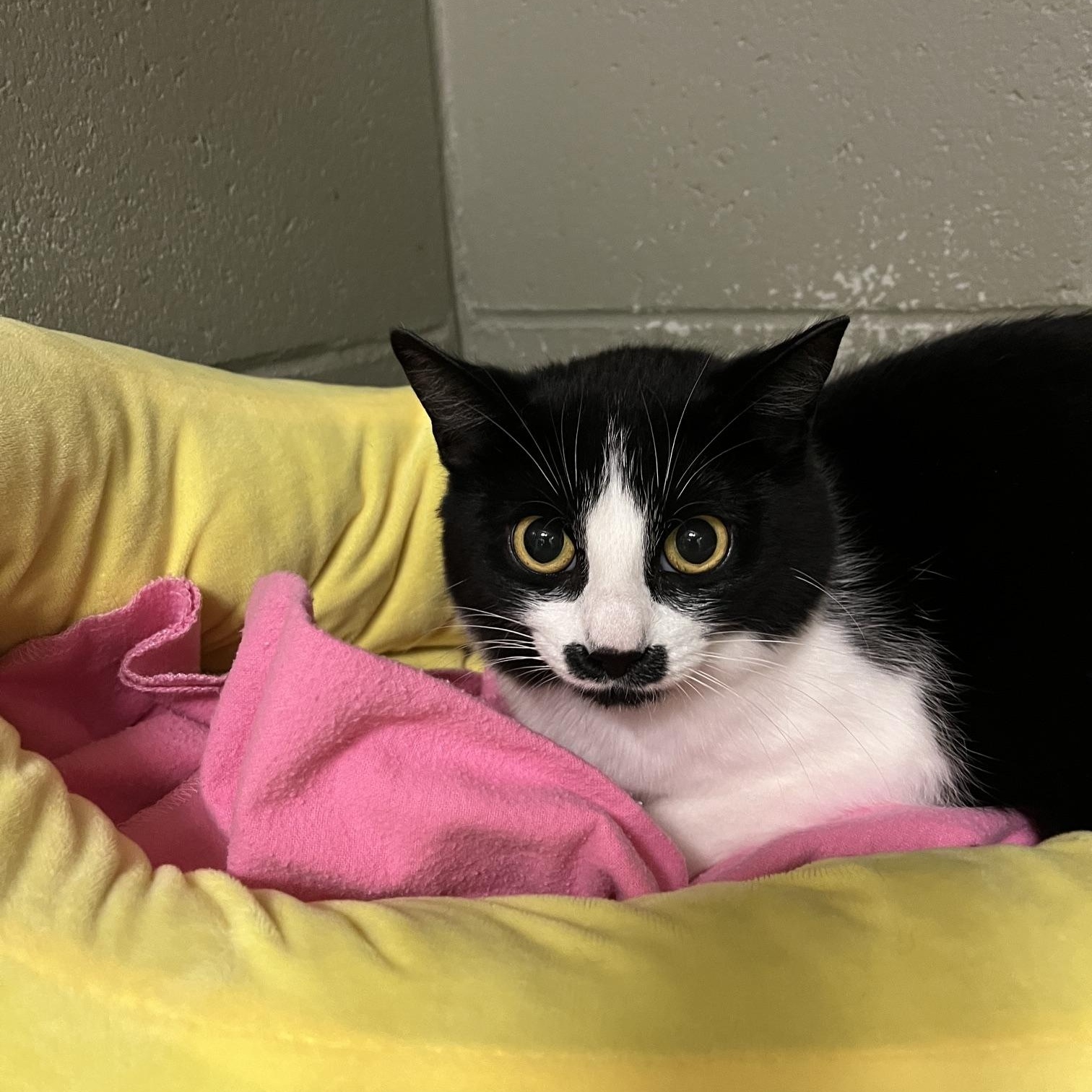 Pistachio, a ADOPTABLE Domestic Short Hair in St Thomas, ON image 4/5
