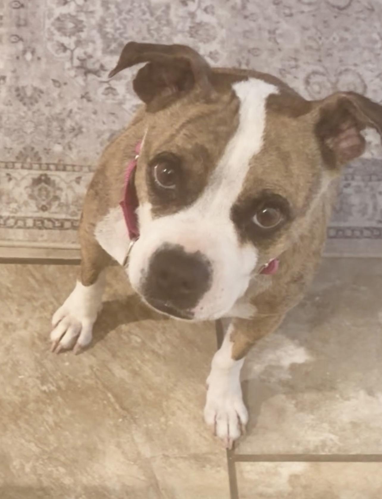 ANNIE, a ADOPTABLE mixed breed in El Cajon, CA image 3/6