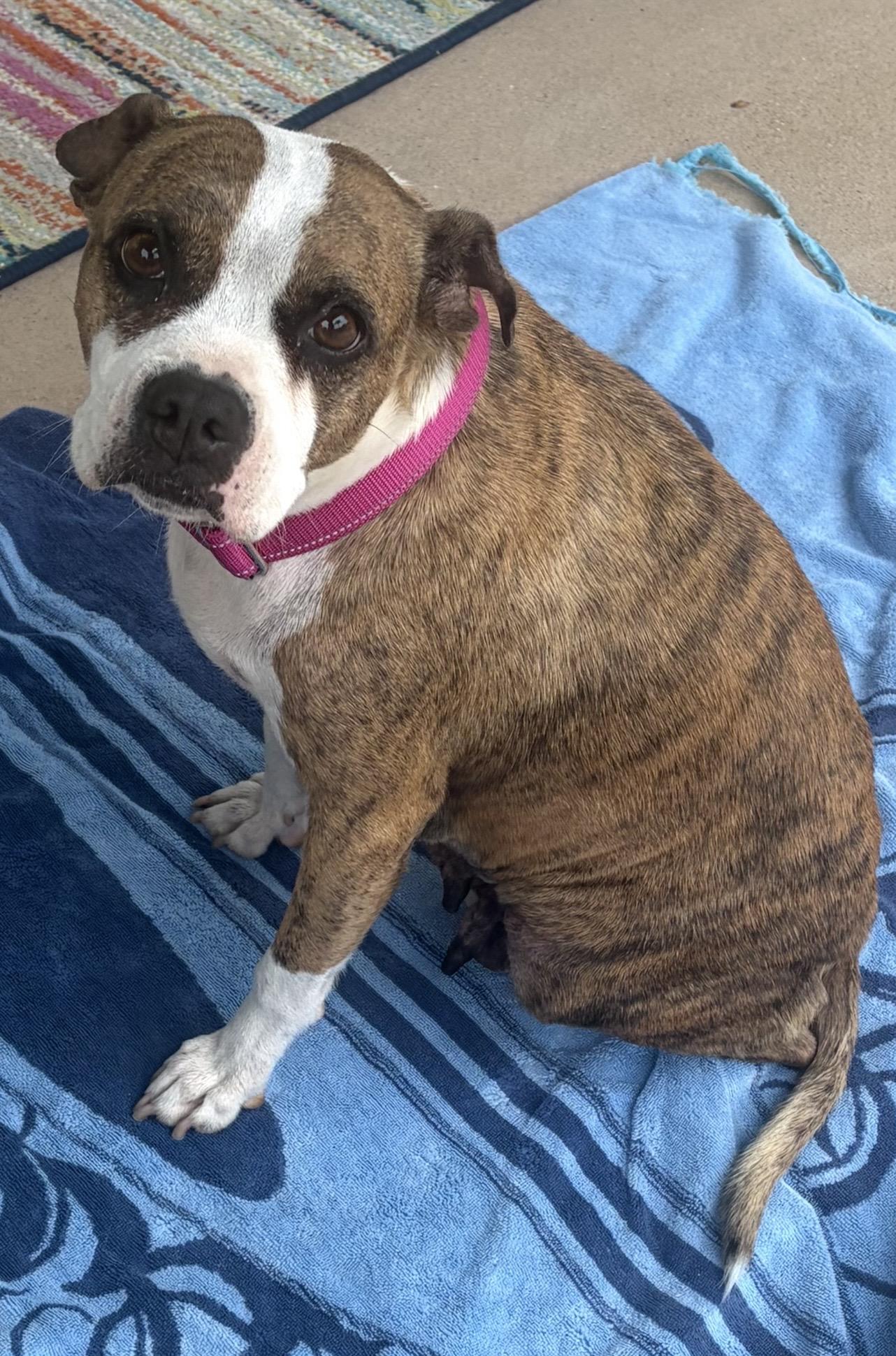 ANNIE, ADOPTABLE, Adult Female Boxer.