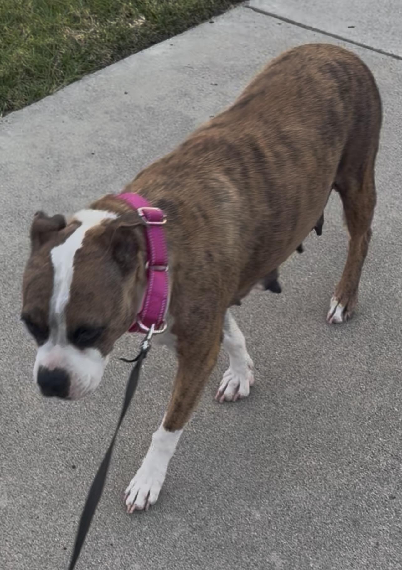 ANNIE, a ADOPTABLE mixed breed in El Cajon, CA image 2/6